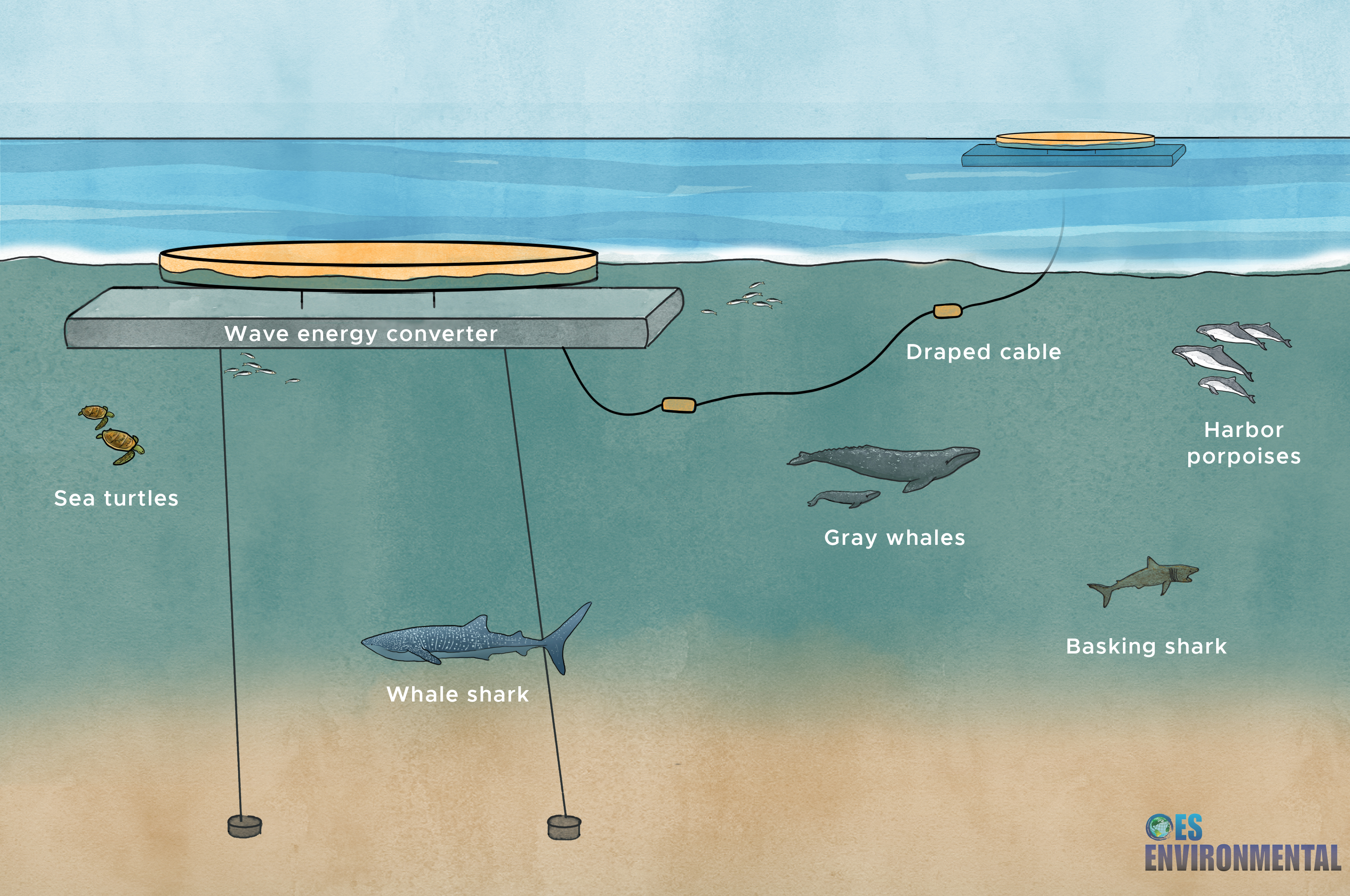 Entanglement figure showing mooring system and marine animals