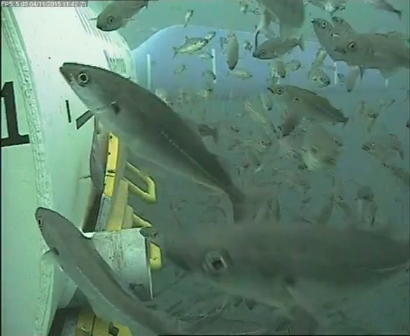 Photo of a school of saithe/pollock (Pollachius virens) swimming around a stationary turbine at the Shetland Tidal Array, Bluemull Sound, Shetland, Scotland, United Kingdom (Smith 2021)