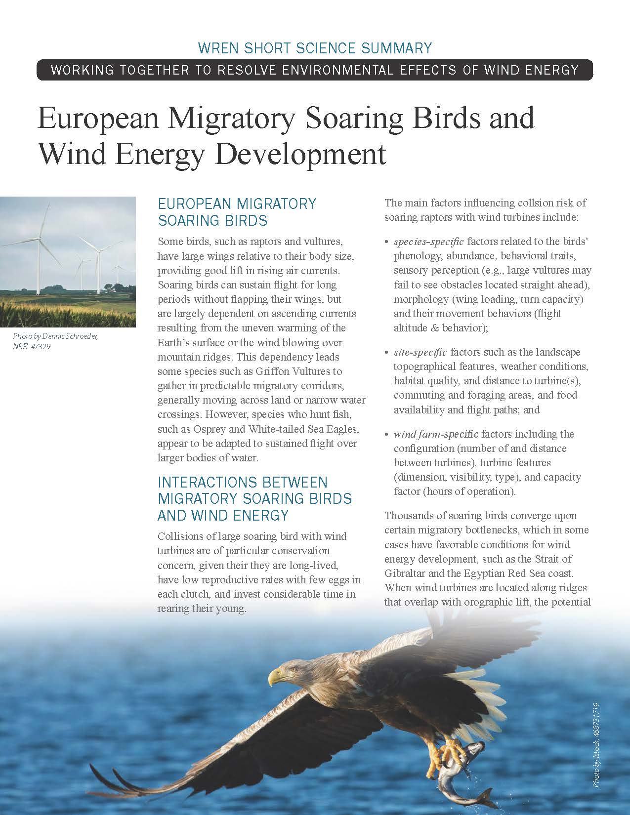 Soaring Birds Short Science Summary