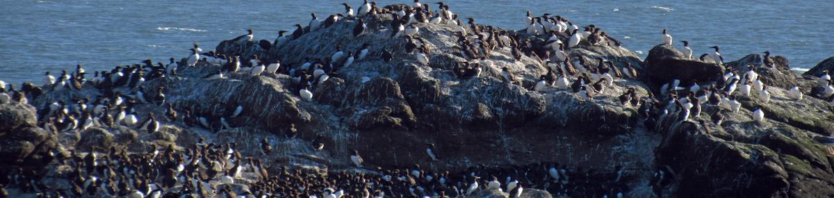 penguins on rock