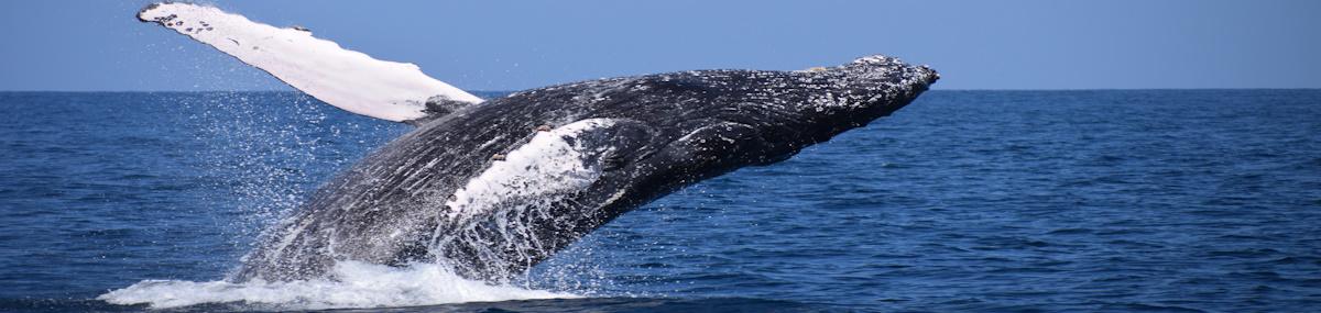 whale breaching