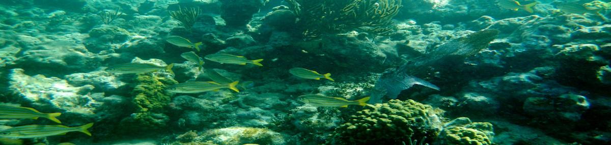 coral habitat