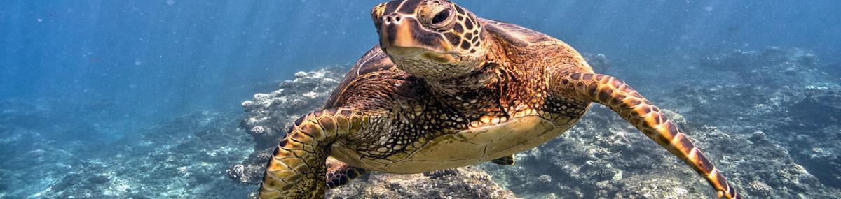 sea turtle