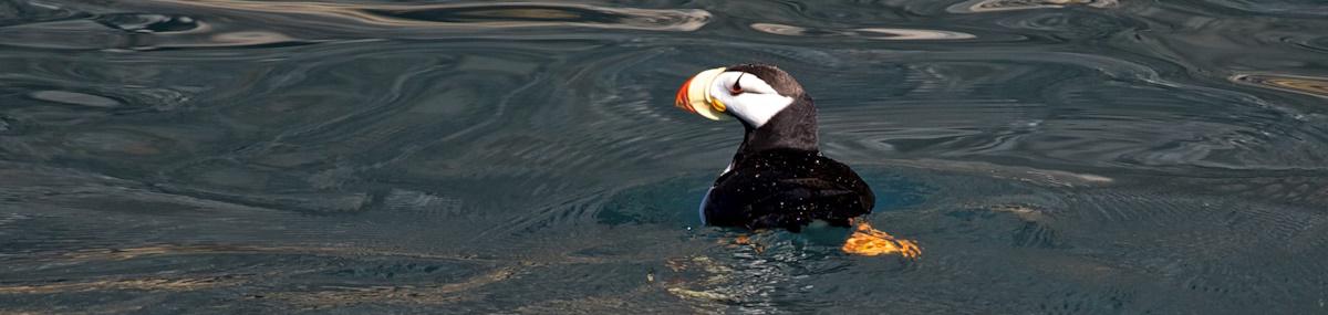 Puffin