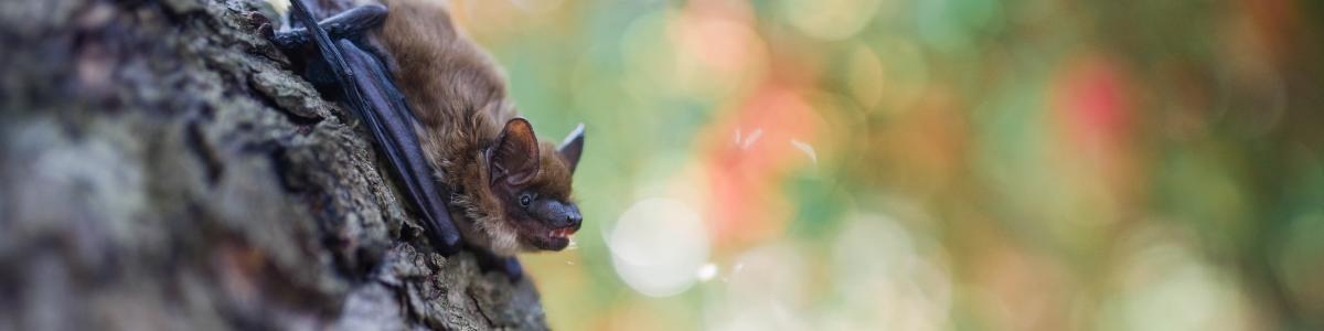 Hoary Bat