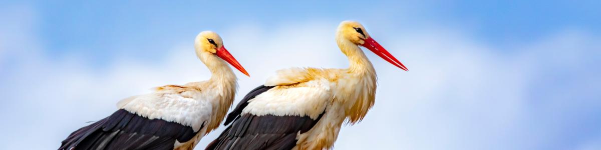 White Storks