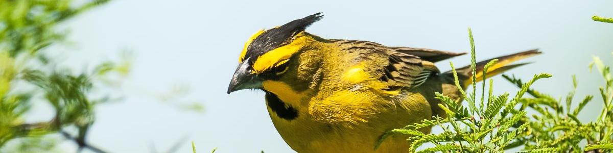 Yellow Cardinal