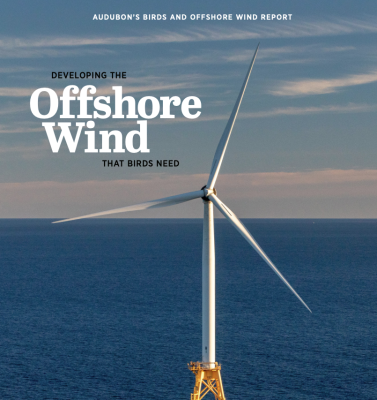 Audubon's Birds and Offshore Wind Report: Developing the Offshore Wind That Birds Need