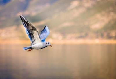 Birds - Seagull