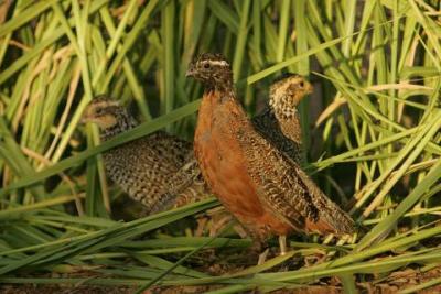 Ground-Nesting Birds