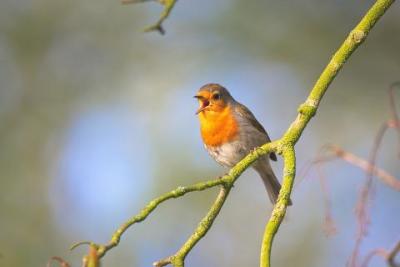 Passerines