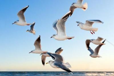 Seabirds