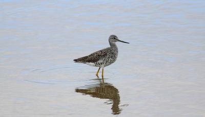 Shorebirds