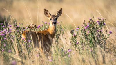 Terrestrial Mammals